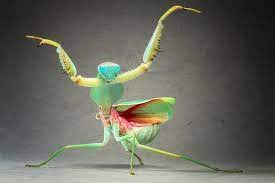 praying mantis kung-fu