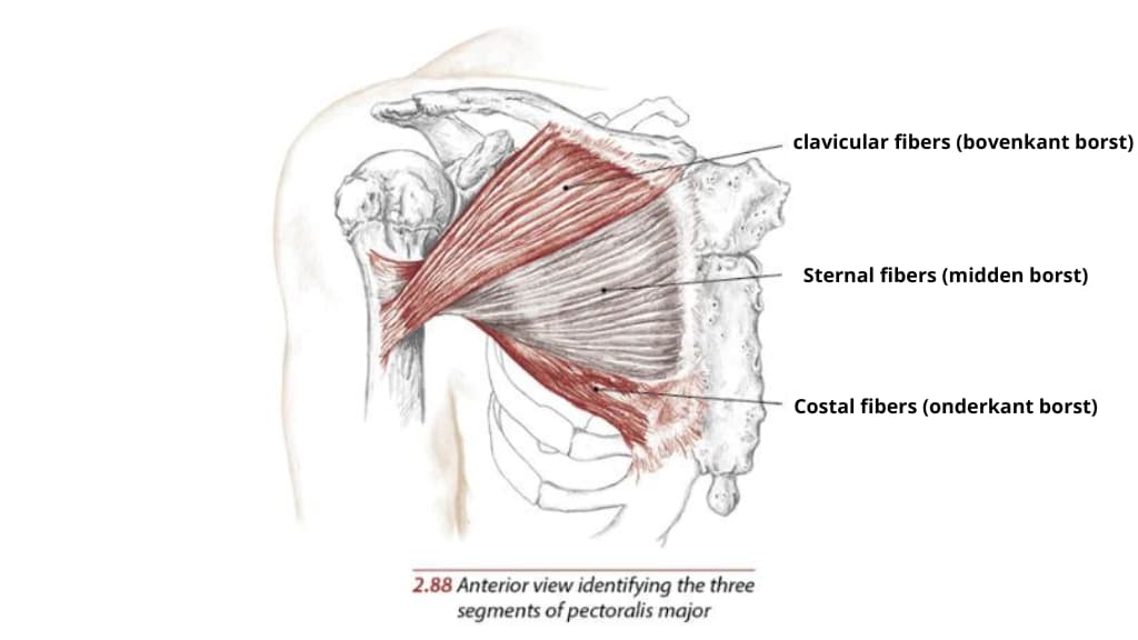 borstspieren trainen